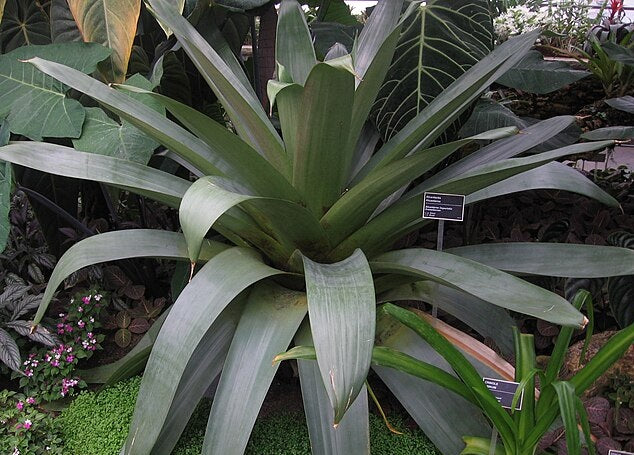 Alcantarea imperialis - SILVER PLUM - Giant Bromeliad