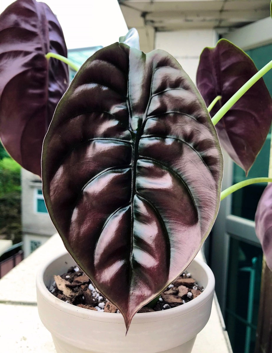 Alocasia cuprea - RED SECRET - Giant Caladium
