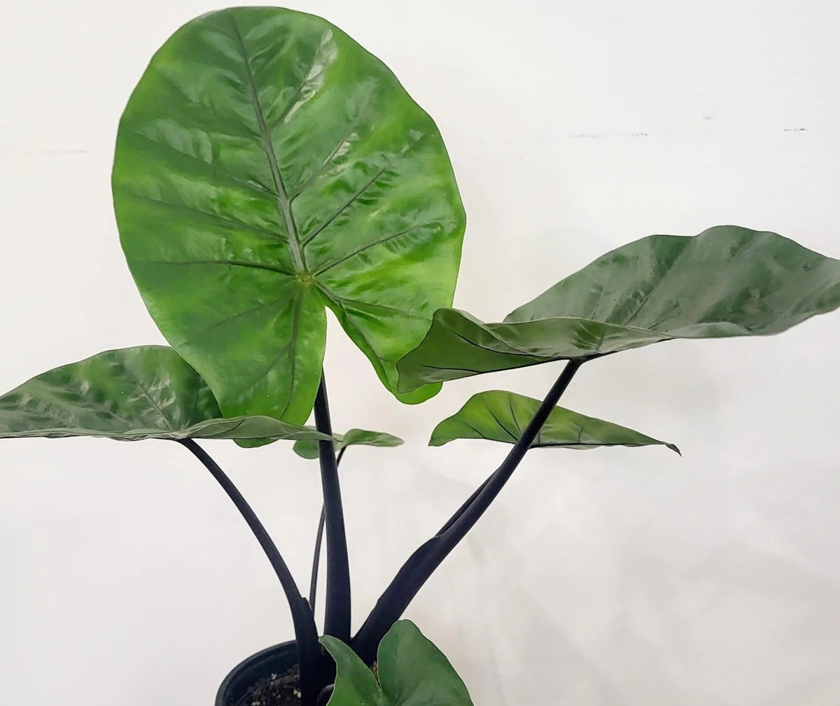 Alocasia odora x macrorrhizos - DARK STAR - Giant Night-Scented Lily