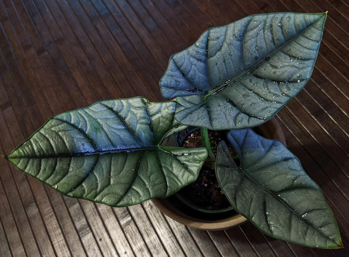 Alocasia nebula - ELAINE - Sarawak Jewel