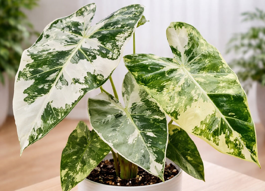 Alocasia micholitziana - FRYDEK - Variegated Velvet Taro