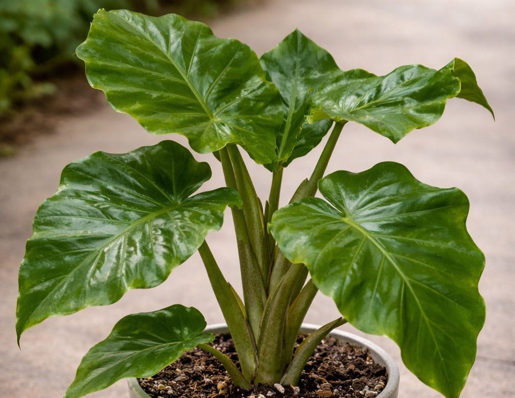 Alocasia x portora - LOW RIDER - Dwarf Portadora Elephant Ear