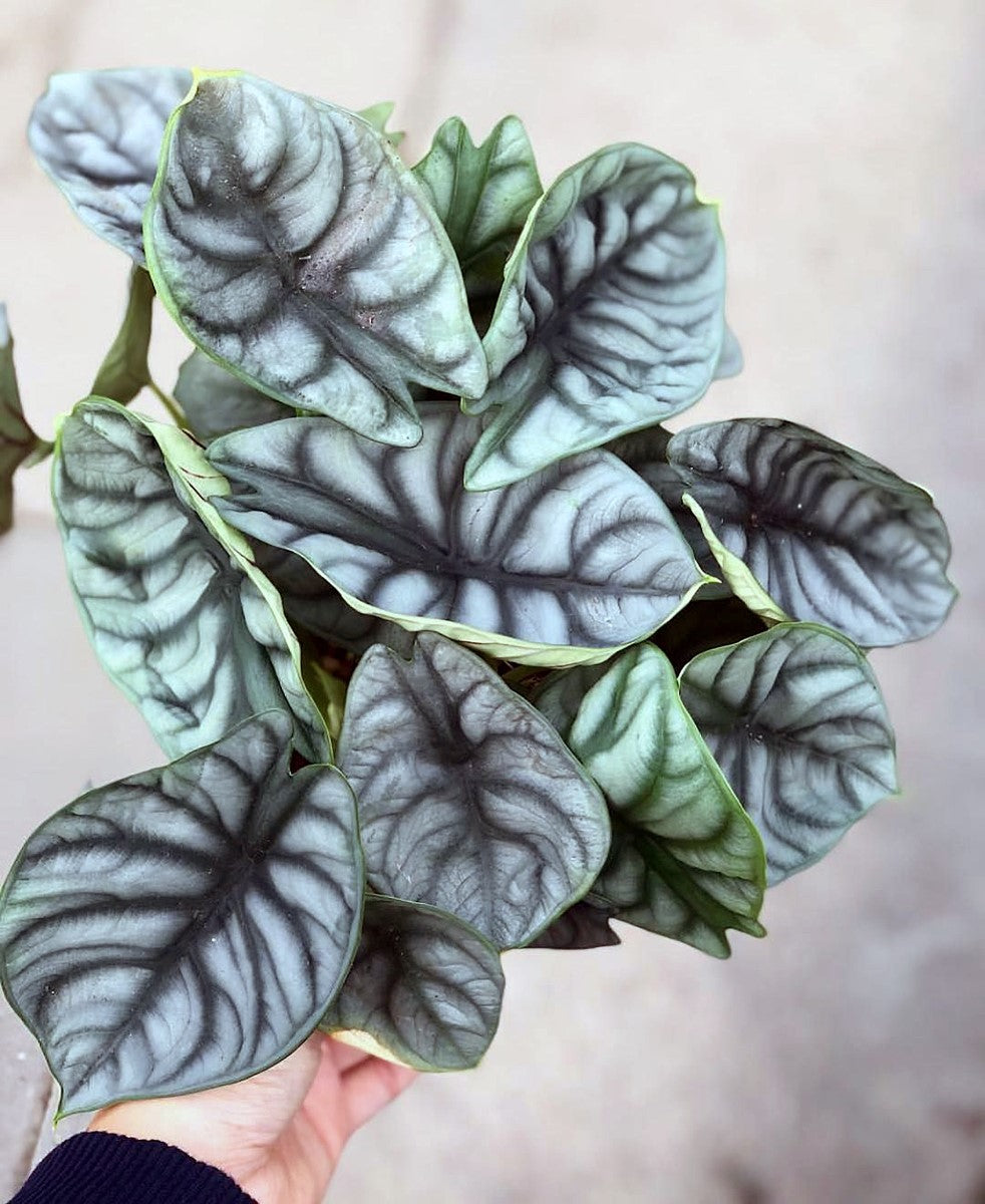 Alocasia baginda - SILVER DRAGON - Dragon Plant