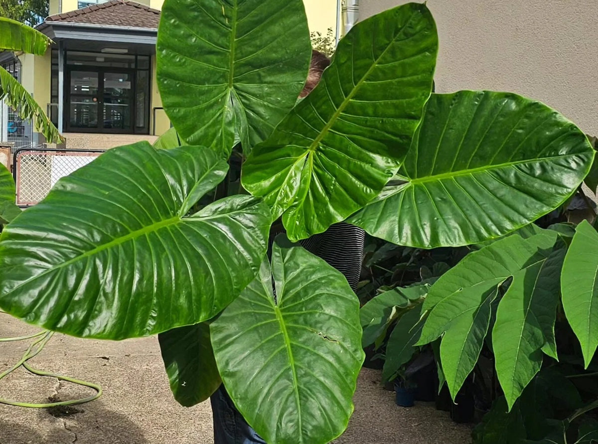 Alocasia brisbanensis - Cunjevoi Spoon Lily
