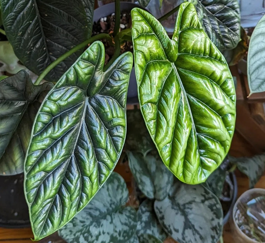 Alocasia sinuata - Quilted Dreams