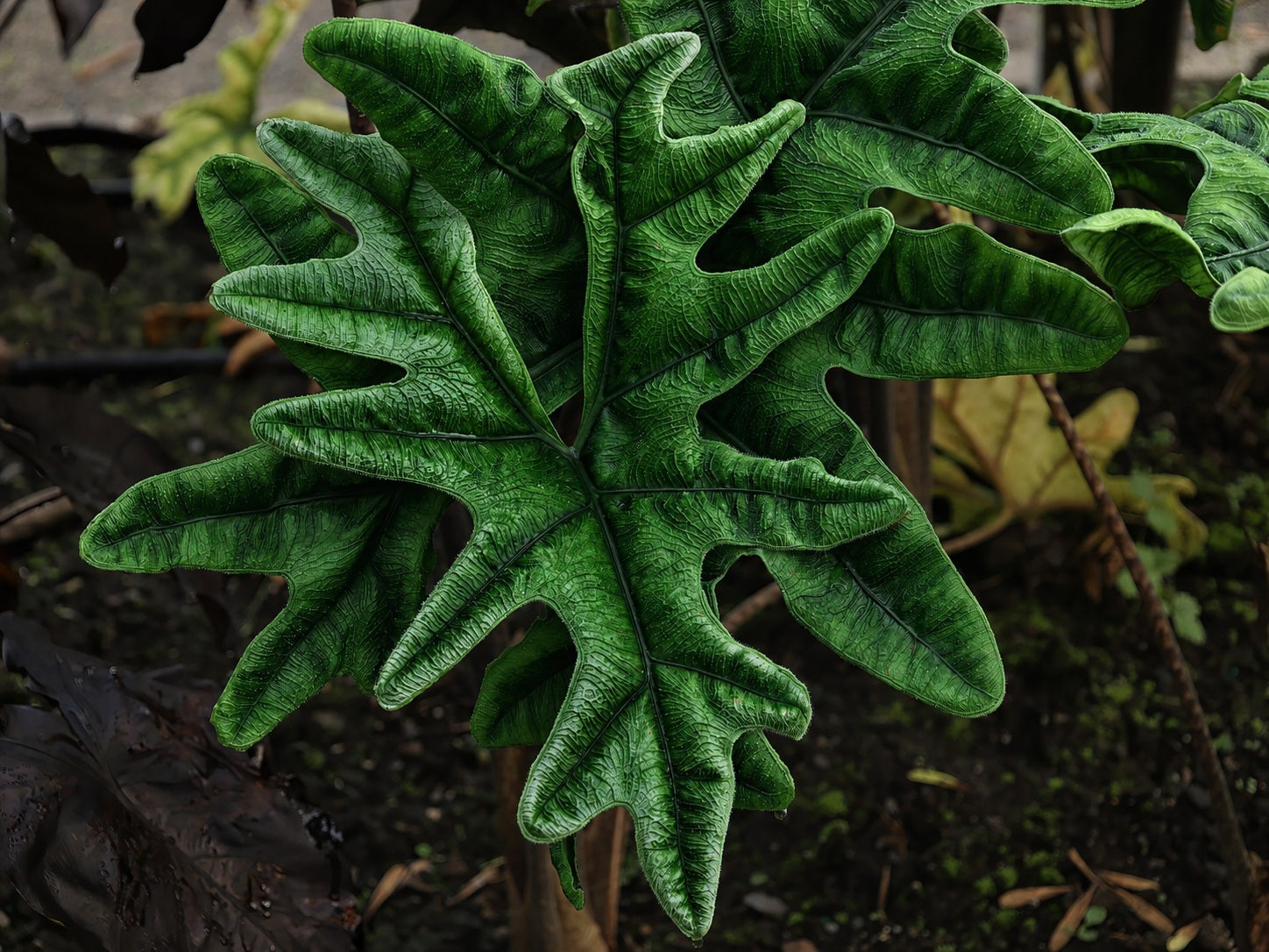 Alocasia tandurusa - Jacklyn's Jewel Alocasia