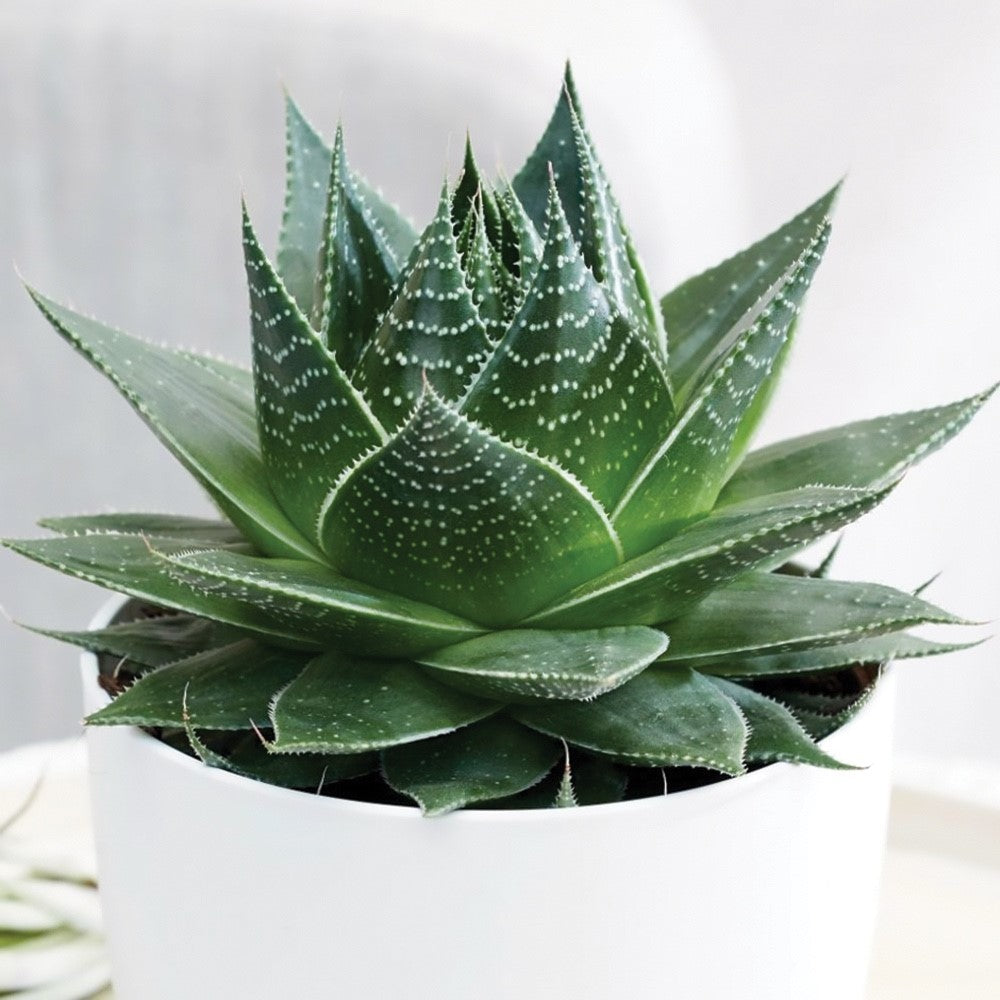 Aristaloe aristata - COSMO - Lace Aloe