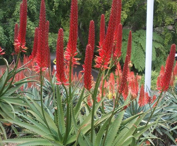 Aloe - ERIK THE RED™ - 'LEO 2291' PBR