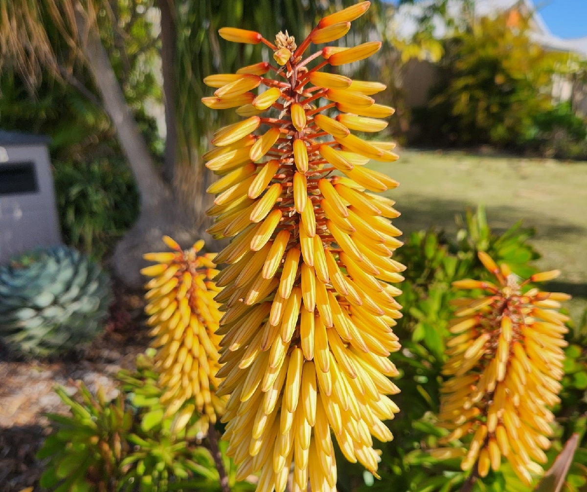 Aloe - SOUTHERN CROSS™ - 'LEO 1730' PBR