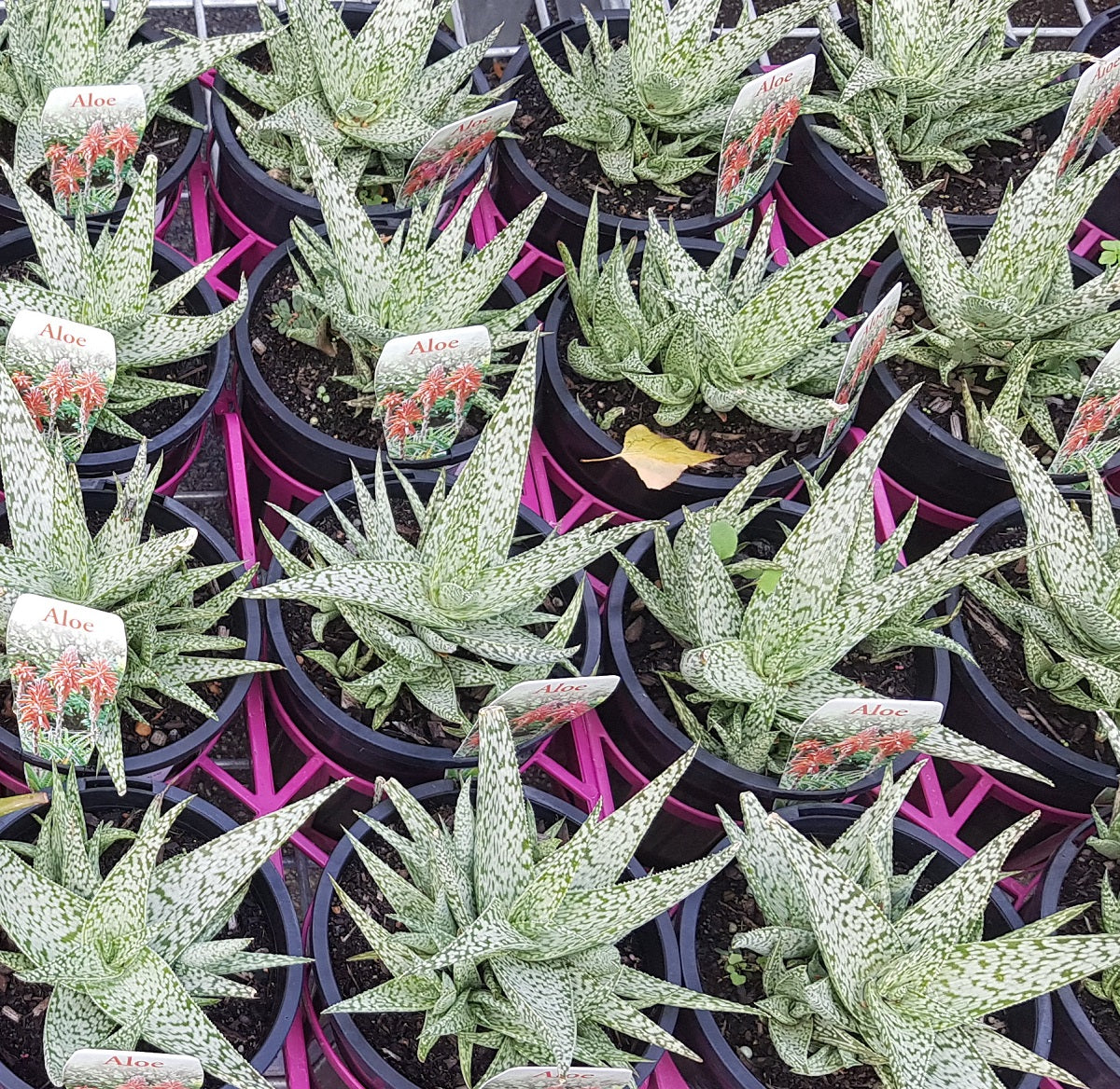 Aloe - WHITE BEAUTY