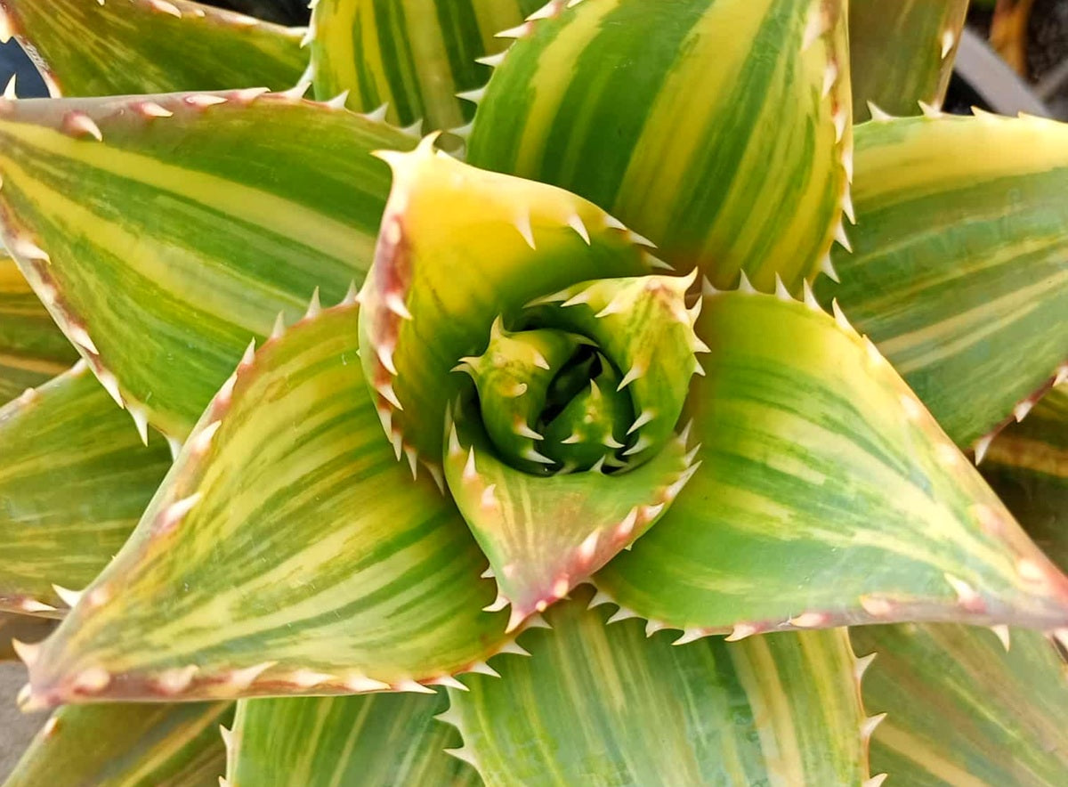 Aloe perfoliata - Variegated Rubber Aloe