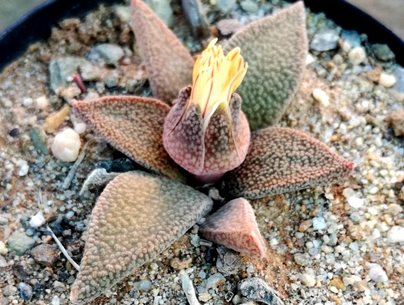Aloinopsis rubrolineata - Striped Vygie