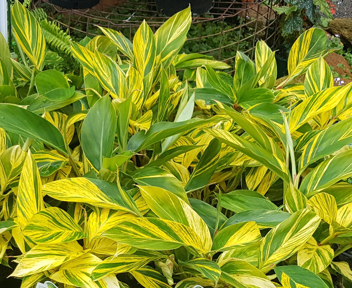 Alpinia zerumbet - Variegated Shell Ginger