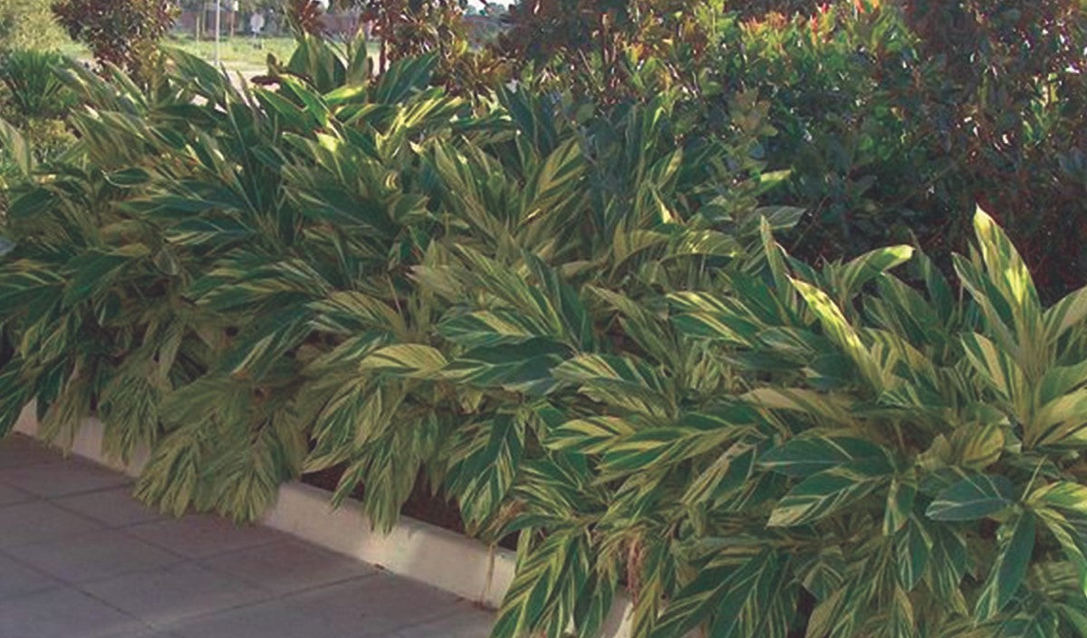 Alpinia zerumbet - Variegated Shell Ginger