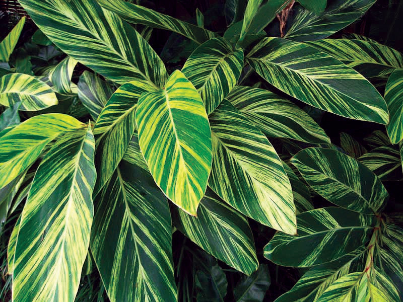 Alpinia zerumbet - Variegated Shell Ginger