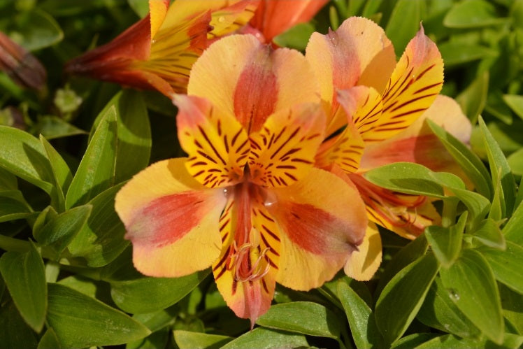 Alstroemeria - DIANA - Peruvian Princess Lily