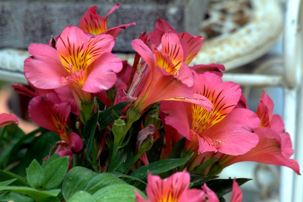 Alstroemeria - ELIANE - Peruvian Princess Lily 'Zaprielia' PBR