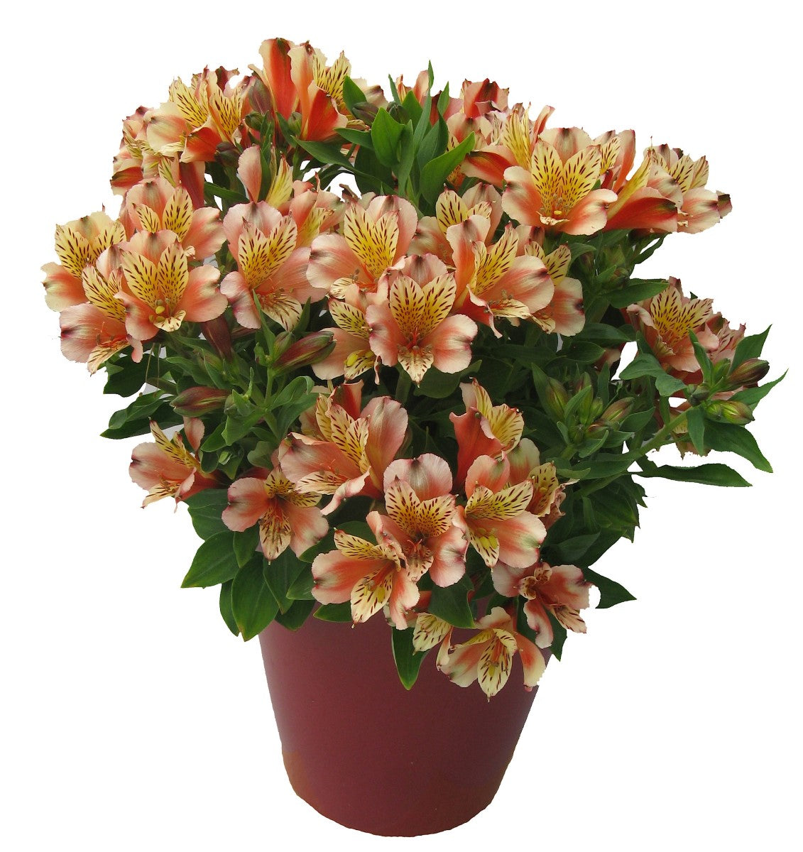 Alstroemeria - INCA HUSKY - Peruvian Princess Lily
