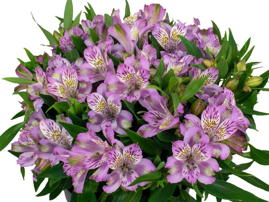 Alstroemeria - INCA OCEAN - Peruvian Princess Lily
