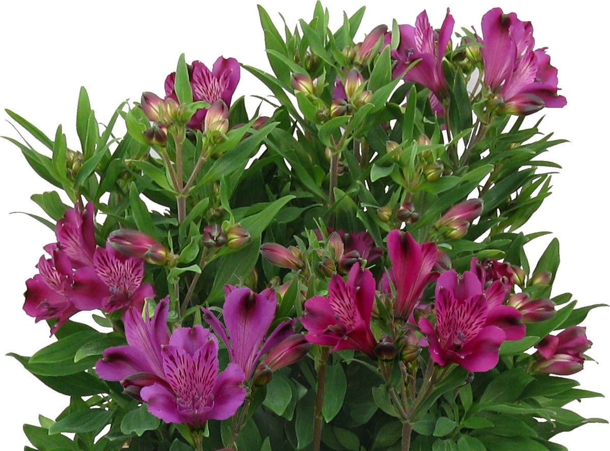 Alstroemeria - INCA REPLAY - Peruvian Princess Lily