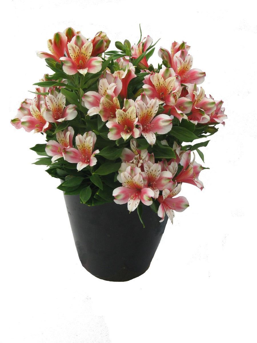 Alstroemeria - INCA SWEETY - Peruvian Princess Lily