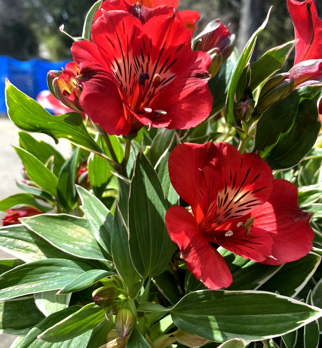 Alstroemeria - KATIANA - Peruvian Princess Lily