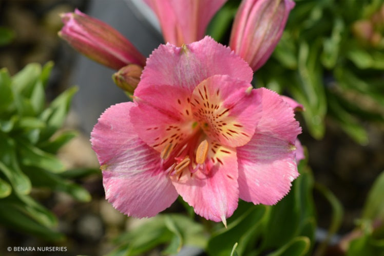 Alstroemeria - THERESA - Peruvian Princess Lily