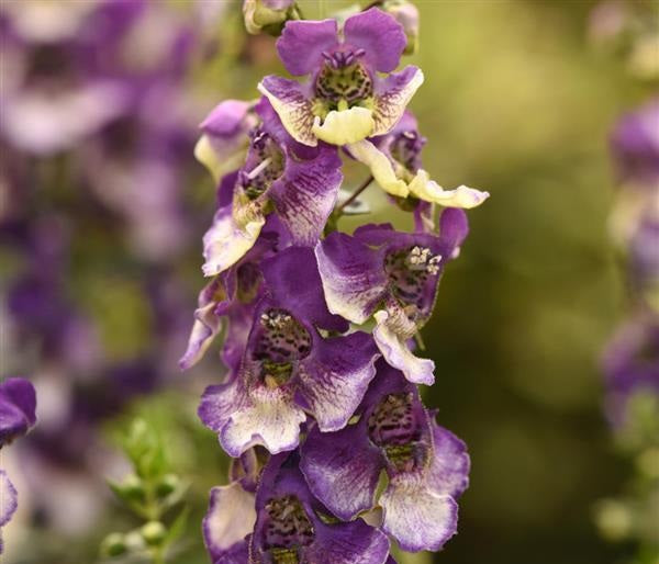 Angelonia angustifolia - AngelDance™ Violet Bicolor - Summer Snapdragon
