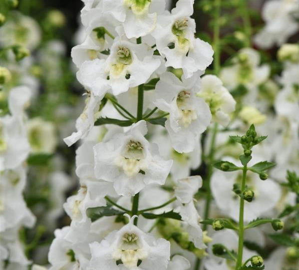 Angelonia angustifolia - Archangel™ WHITE - Summer Snapdragon