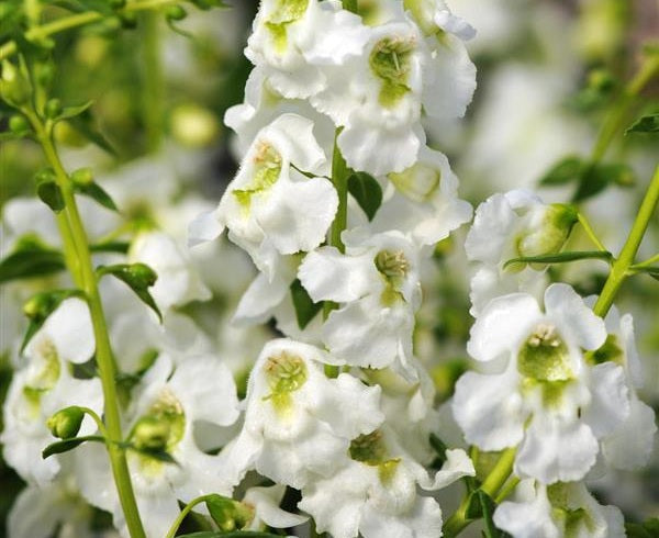 Angelonia angustifolia - Serenita® WHITE - Summer Snapdragon