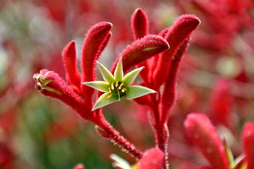 Anigozanthos - BIG RED - Kangaroo Paw