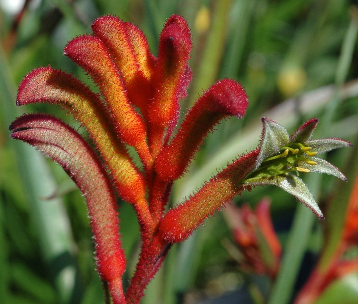 Anigozanthos - BUSH BLITZ - Kangaroo Paw 'Ramboblitz' PBR