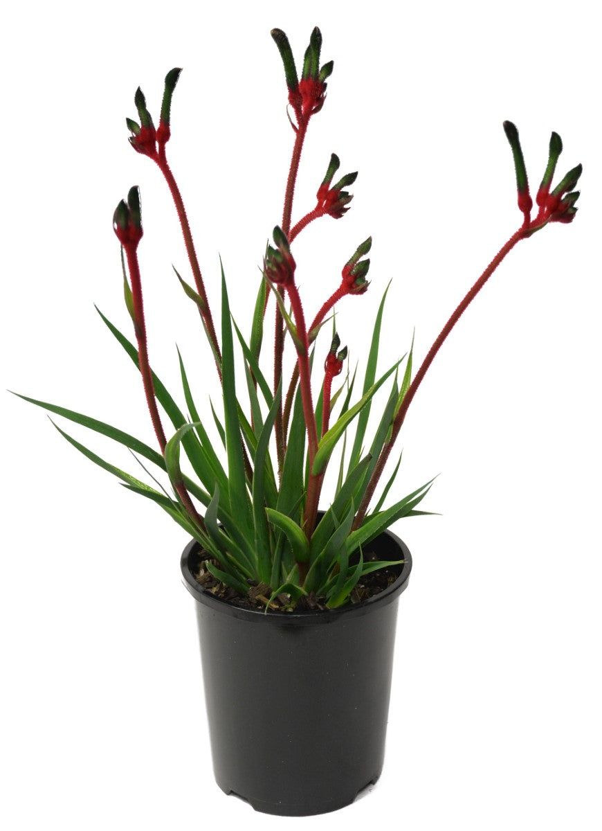 Anigozanthos - BUSH DANCE - Kangaroo Paw 'Rambudan' PBR