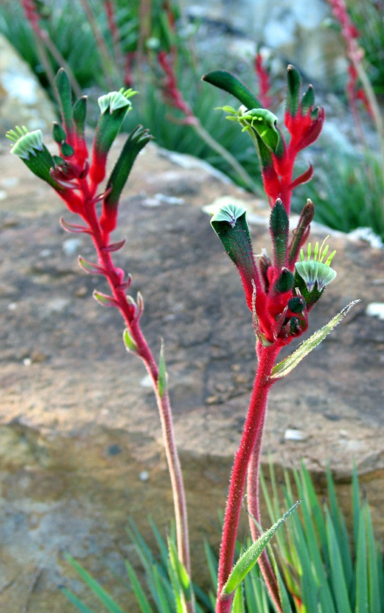 Anigozanthos - BUSH DANCE - Kangaroo Paw 'Rambudan' PBR