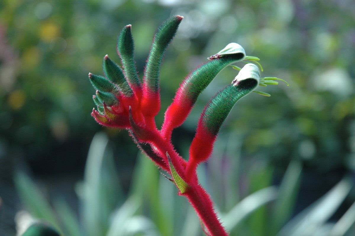 Anigozanthos - BUSH DANCE - Kangaroo Paw 'Rambudan' PBR