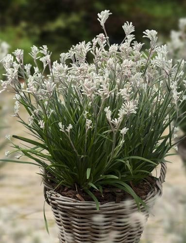 Anigozanthos - BUSH DIAMOND - Kangaroo Paw 'Rambodiam' PBR