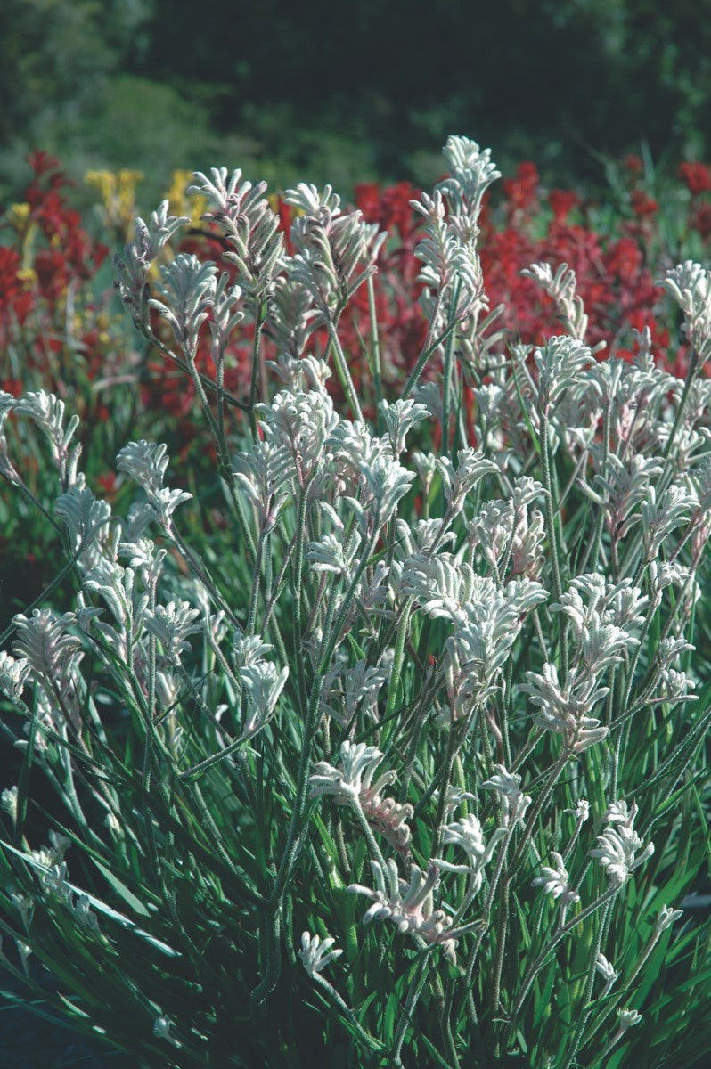 Anigozanthos - BUSH DIAMOND - Kangaroo Paw 'Rambodiam' PBR