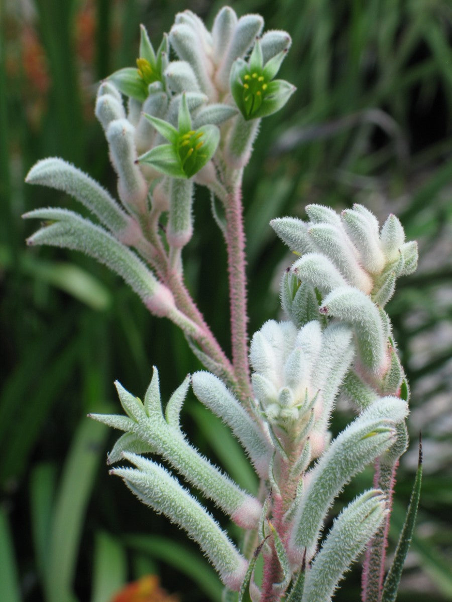 Anigozanthos - BUSH DIAMOND - Kangaroo Paw 'Rambodiam' PBR