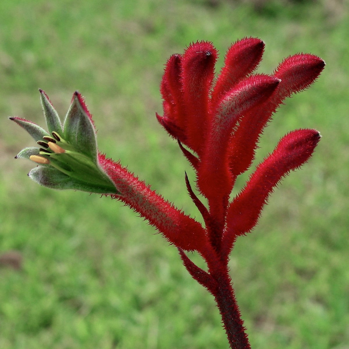 Anigozanthos - BUSH ELEGANCE - Kangaroo Paw 'Rambueleg' PBR