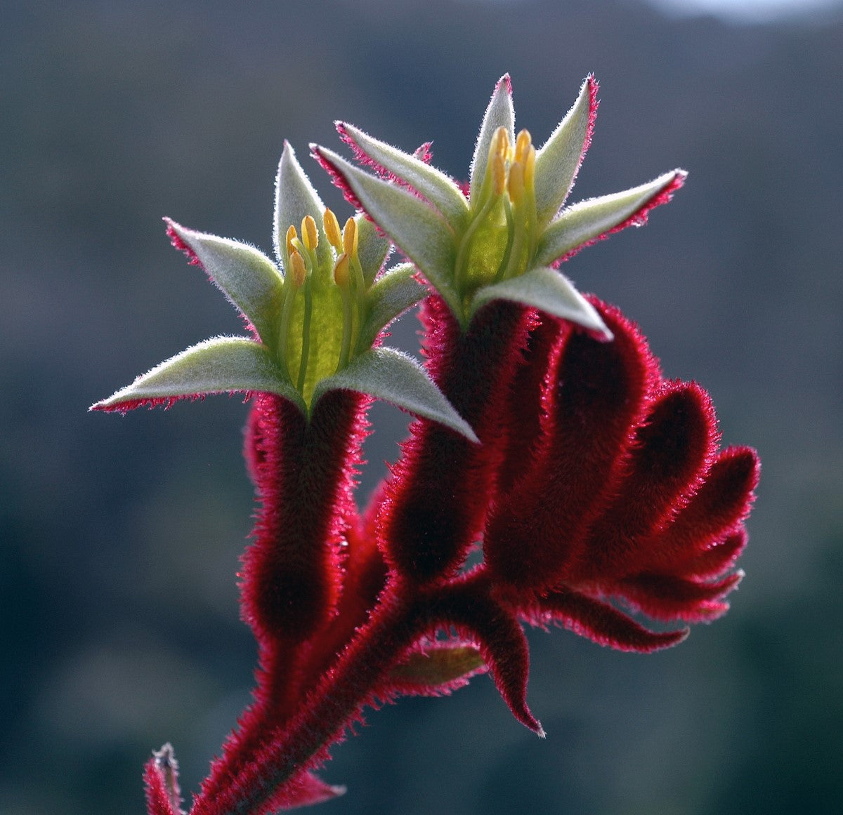 Anigozanthos - BUSH FURY - Kangaroo Paw 'Rambofury' PBR