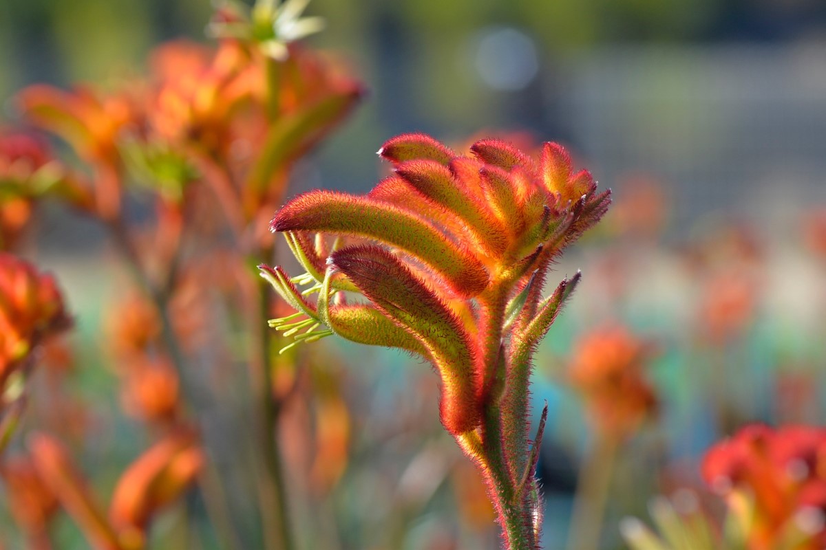 Anigozanthos - BUSH GLOW - Kangaroo Paw 'Ramboglow' PBR