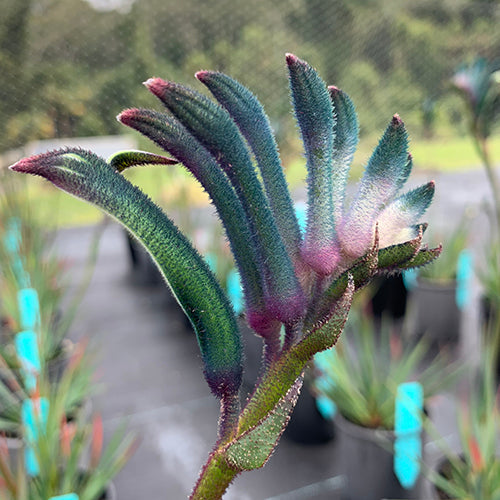 Anigozanthos - Celebrations® COCKTAIL™ - Kangaroo Paw 'KPTAIL' PBR