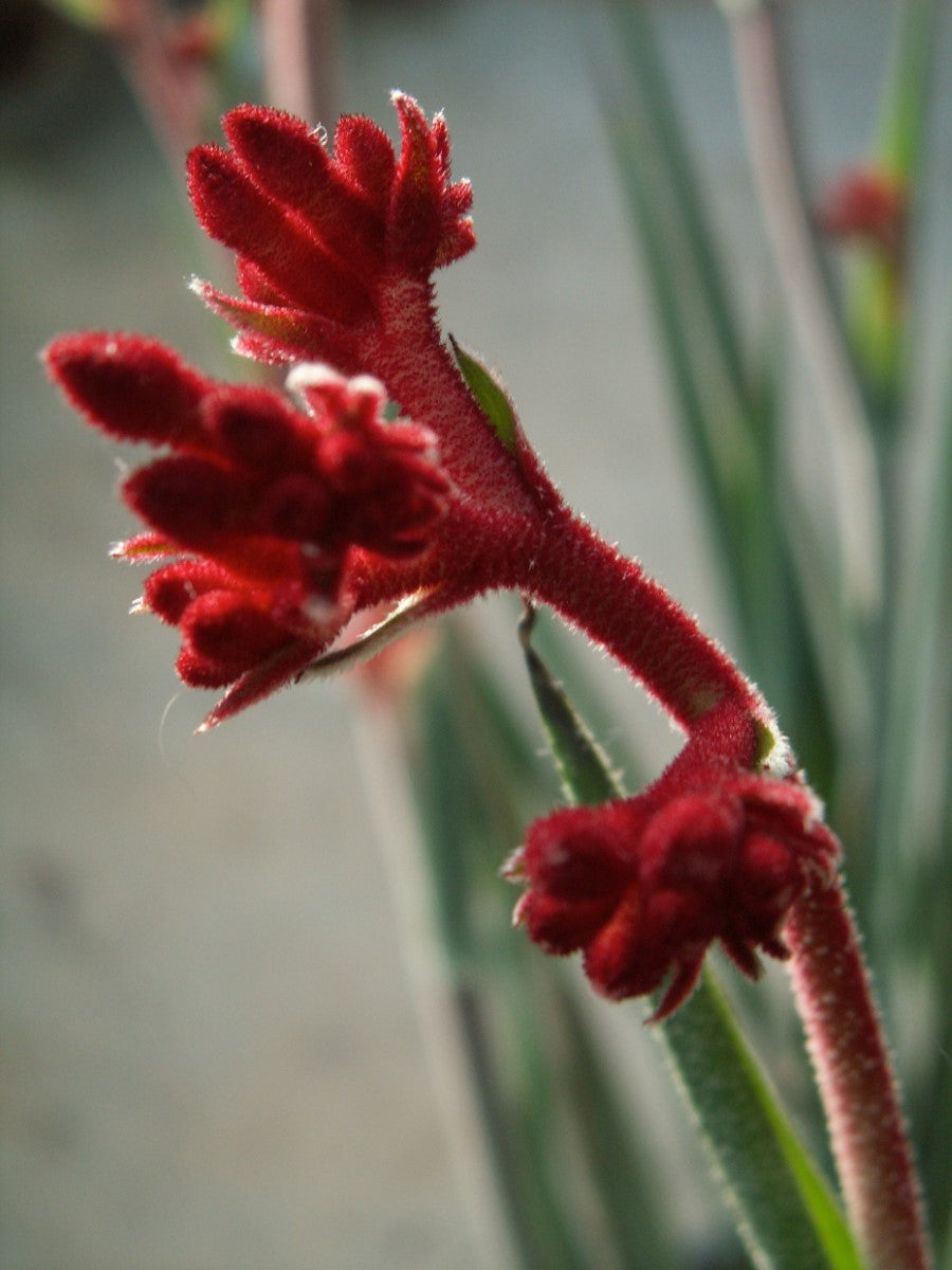 Anigozanthos - FROSTY RED - Kangaroo Paw 'ARS01' PBR