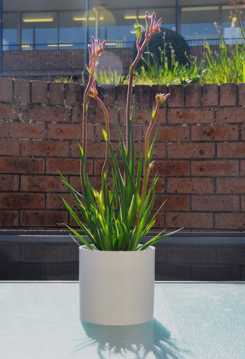 Anigozanthos - KINGS PARK ROYALE - Kangaroo Paw 'Kings Park Royale' PBR