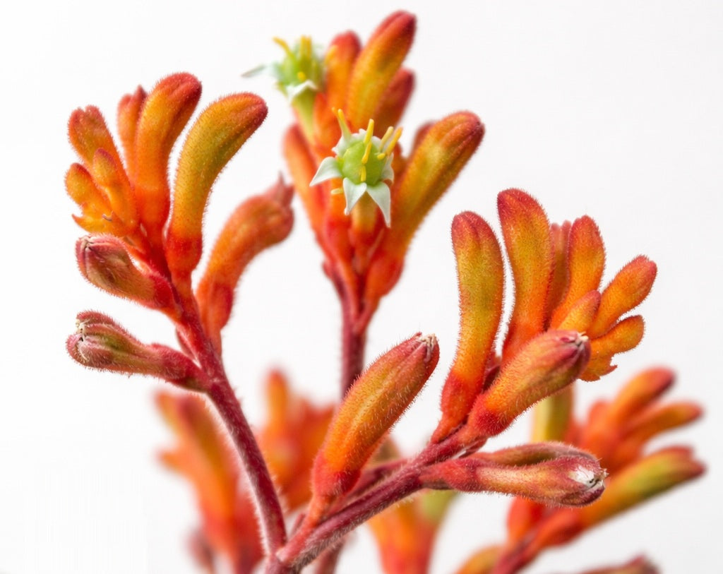 Anigozanthos - ORANGE CROSS - Kangaroo Paw