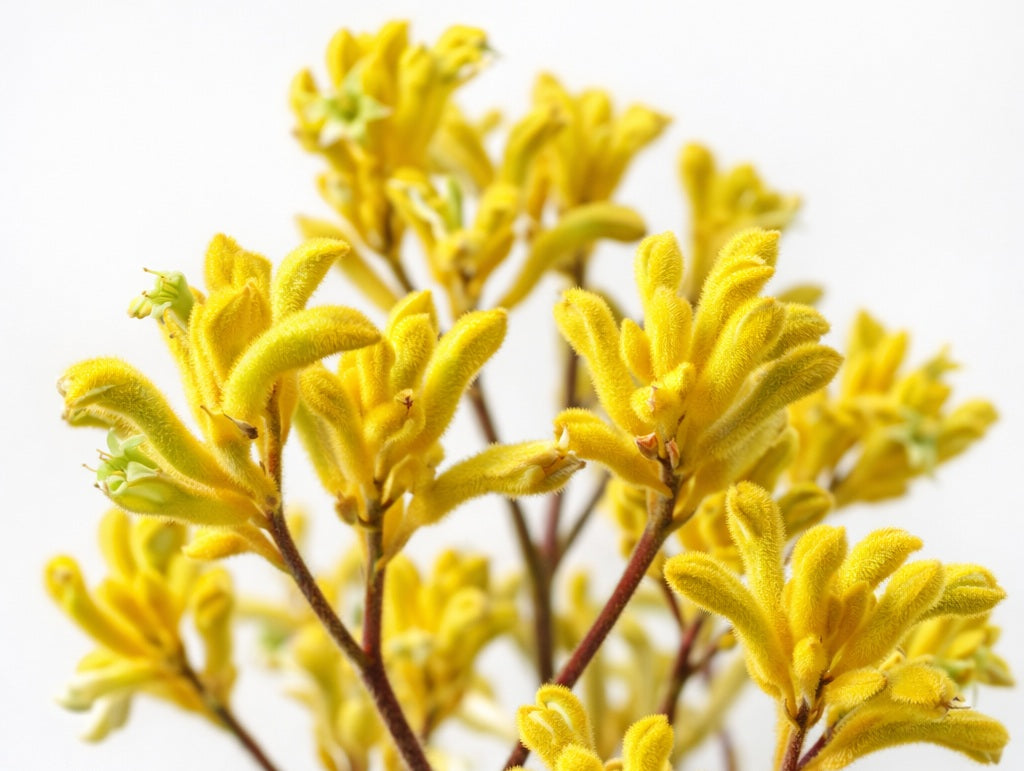 Anigozanthos - YELLOW GEM - Kangaroo Paw