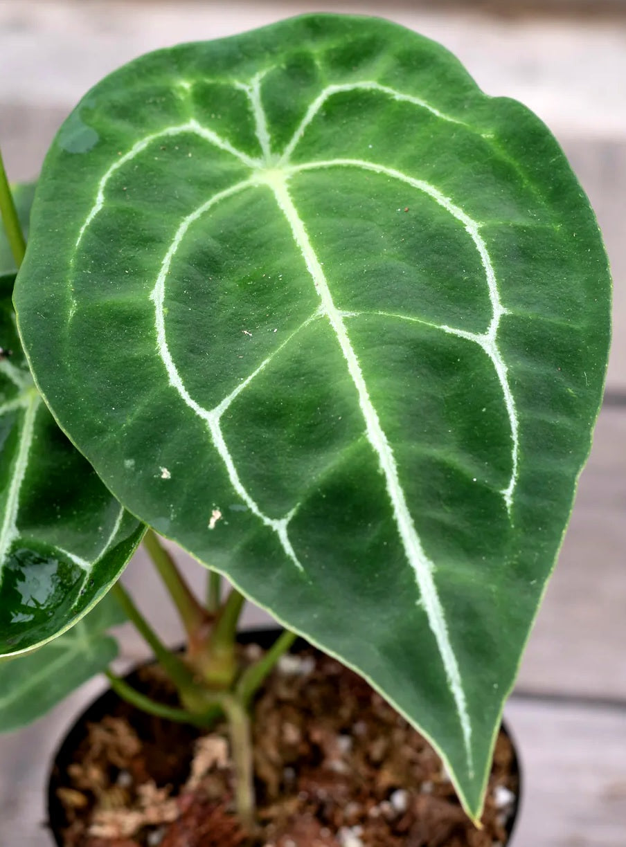 Anthurium forgetii - Lobeless Anthurium