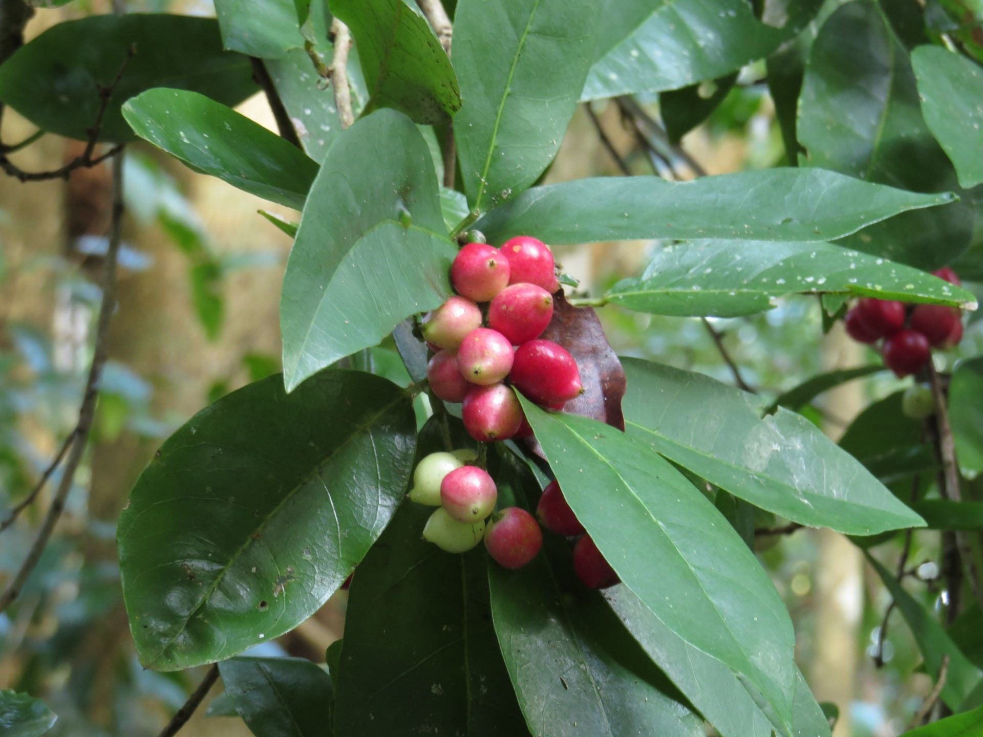 Antidesma bunius - Bignay Tucker Bush