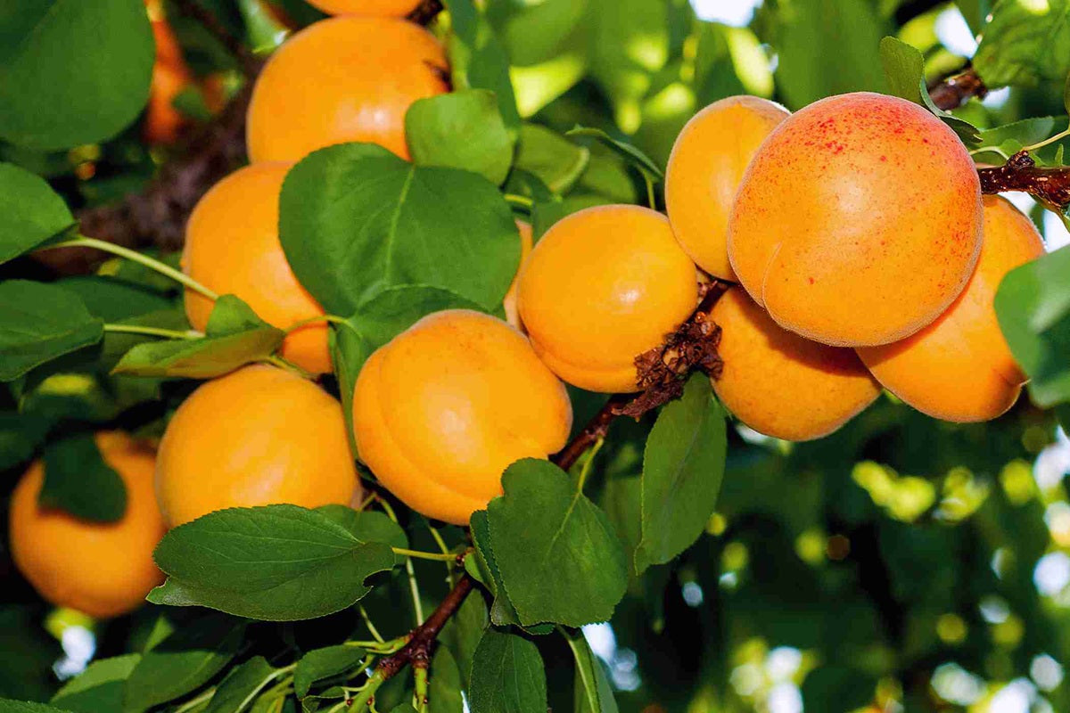 Prunus armeniaca - STOREY - Dwarf Apricot