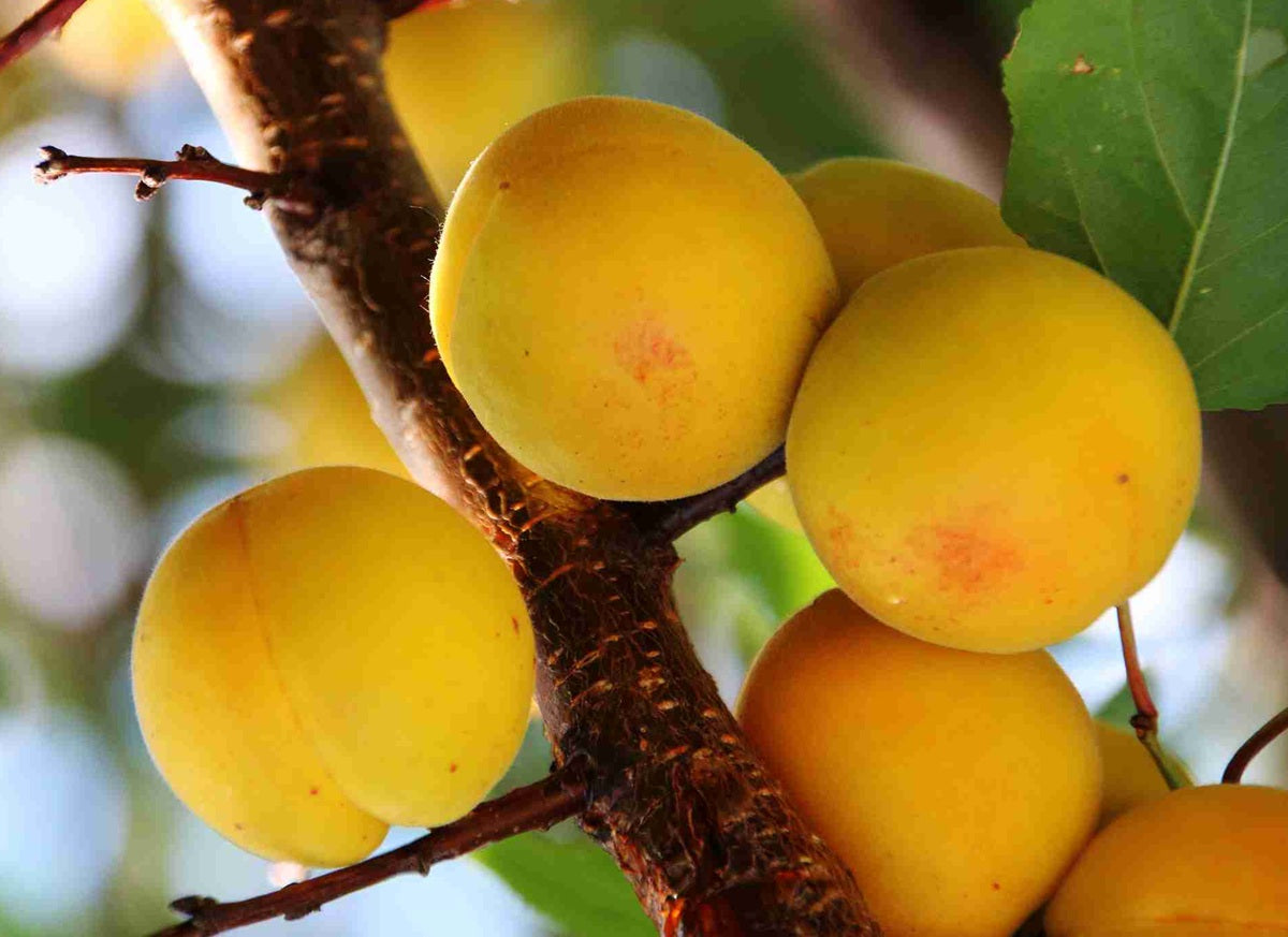 Prunus armeniaca - TREVATT - Dwarf Apricot